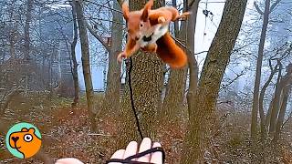 Baby Squirrel Picks Man As His "Dad" | Cuddle Buddies