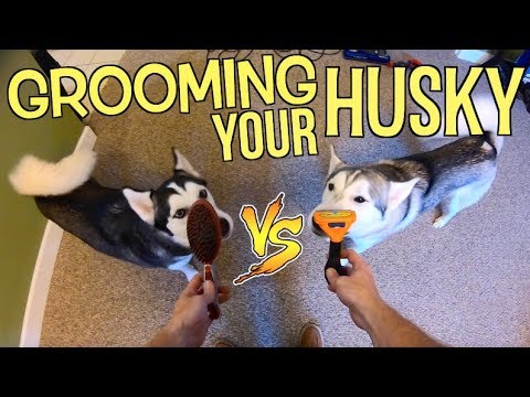 stop-your-siberian-husky-from-shedding!-(shedding-solution)---is-the-furminator-worth-your-money?