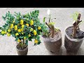 Cómo Propagar Esquejes de Planta de Limón  | Reproduce Limonero en Maceta por Medio de Esquejes