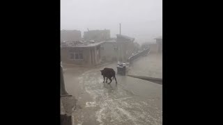nani COWsei dorifto!!