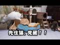 あまりにもクソガキ過ぎる子犬にオットリ男子だった先住猫が覚醒してしまいまいた