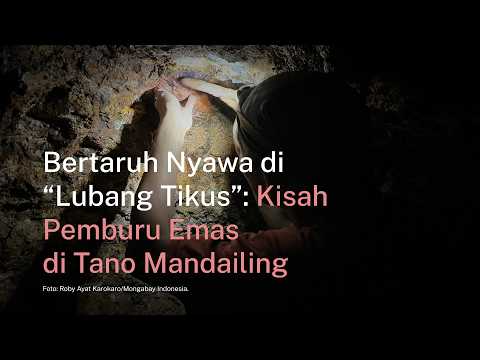 Bertaruh Nyawa di 'Lubang Tikus': Kisah Pemburu Emas di Tano Mandailing