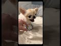 videos de Chihuahua especial san Valentín #humor #funny #memes