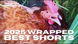 Top Chicken Shorts 2025 Watch Back Some Of Our Top Hits From This Year