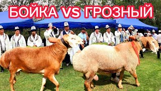 ЕКІ ТІС ҚОШҚАРЛАР (БОЙКА vs ГРОЗНЫЙ 09.09.2023)арашан кыргызстан