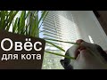 Овес для кота