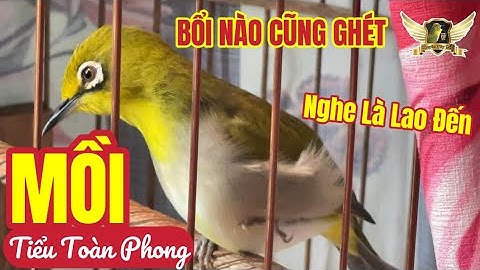 Tiếng Khuyên Mồi Gọi Bổi CON NÀO CŨNG GHÉT VÀ LAO ĐẾN - Tiểu Toàn Phong - Pleci Bird Sound | KTB