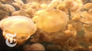 Jellyfish Buffet | ScienceTake | The New York Times