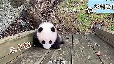 Official Language of Giant Pandas Revealed to be Sichuan Dialect! #GiantPandas #Pandas...