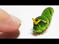 캐터피와 친구가 되는 과정 The process of making friends with a Caterpie