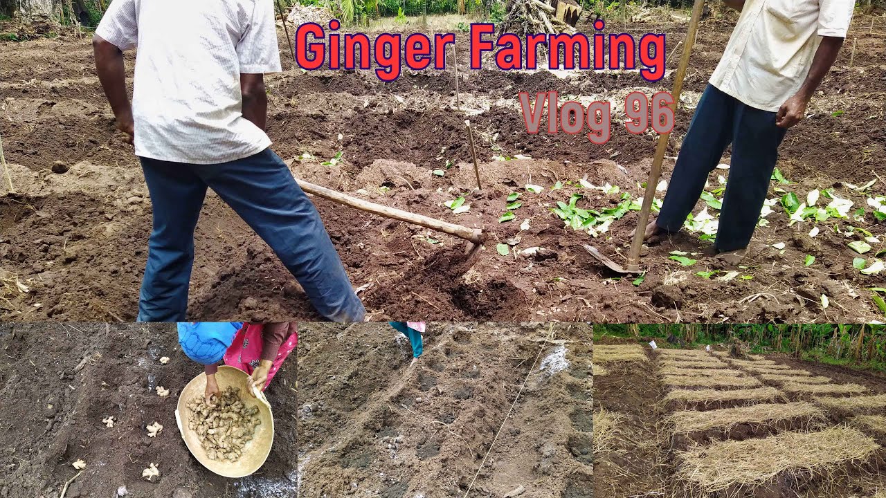 Ginger Crop Cultivation Ginger Farming Guide How is ginger farmed