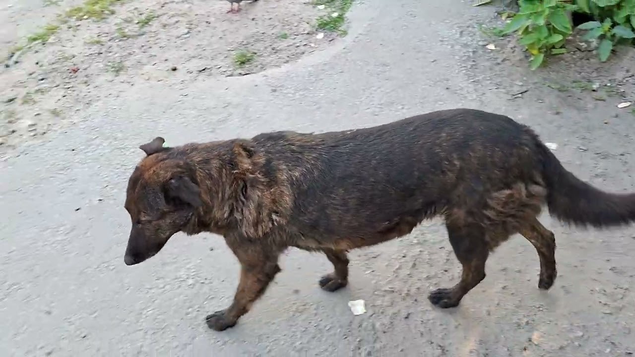 Таблетки съела с руки. Третий прием Аксеф и Метронидазол. С гурмешкой. 25.06.2025