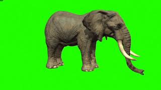3d elephant animation move || Idle animation || green screen480p