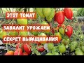 ОБЗОР ОЧЕНЬ УРОЖАЙНОГО ТОМАТА, Этот Сорт томата посажу в 2024 году, завалит помидорами