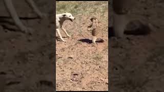 Dog Messed With Wrong Squirrel.