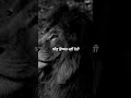 "Akela Sher Kabhi Shikar Nahi Banta | Lion Hindi Motivation" #shorts #viralshorts #motivation