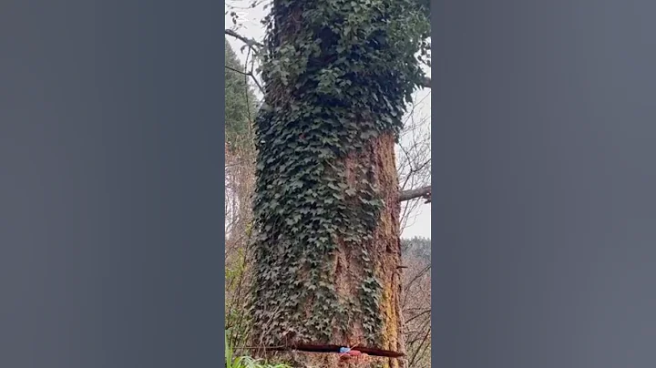 Big tree STIHL cutting skills WOW #shortsfeed #shorts #treecutting #entertainment #ytshorts