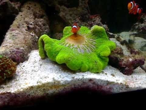 Suicide Clownfish put Head into Mowl of a Carpet Anemone - YouTube