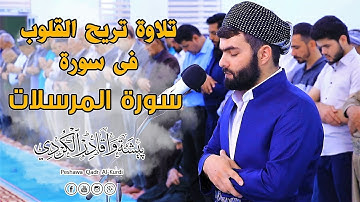 تلاوة رائعة من سورة المرسلات كاملة للقارئ  بيشه‌وا قادر الكردى #رمضان_2019
