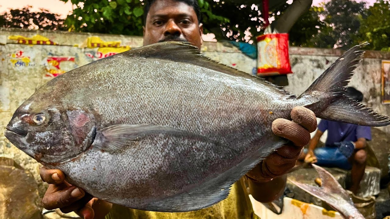 KASIMEDU 🔥 SPEED SELVAM | BLACK POMFRET FISH CUTTING VIDEO | FF CUTTING 🔪