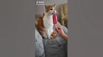 ههه قطة تاكل البوظة لا تفوتها 