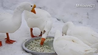 並んで歩くアヒルとガチョウ