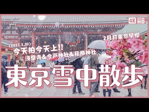 東京今天下雪啦(2023.2.10)❄️睽違一年整！淺草寺今戶神社散步 荏原神社賞早櫻及綠繡眼 跟一點點澀谷｜日本東京 4K VLOG