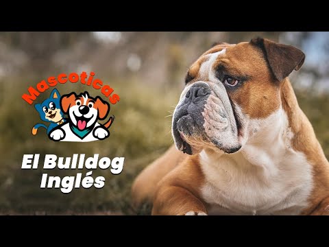 Razas de perros pequeños y medianos El Bulldog Inglés