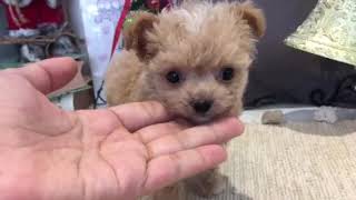 96076　仔犬　仔猫　ハーフ犬　チワプー　女の子　クリーム　関西　大阪府　大阪市内　森ノ宮　もりのみやキューズモール　京都府　兵庫県　ペットショップ　犬の家　We Are One