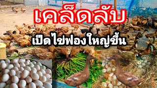 เทคนิคง่ายๆช่วยให้เป็ดไข่ฟองใหญ่ขึ้น