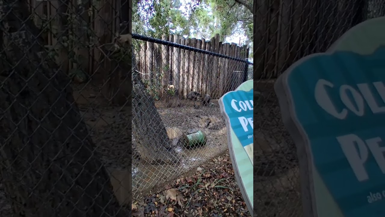 Come to the zoo with me (irl vid)