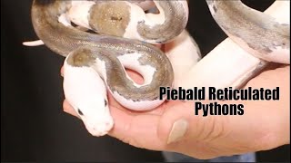 Piebald Reticulated Pythons with Bob Clark and DTG