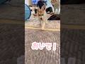 名前を呼ばれると笑顔で走ってくる赤ちゃんハスキー #シベリアンハスキー #ハスキー #ハスキー犬