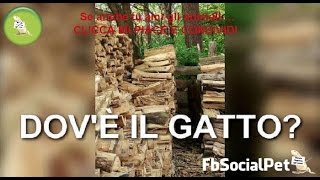 Riuscite a trovare il gatto nascosto nella legna? FbSocialPet screenshot 1