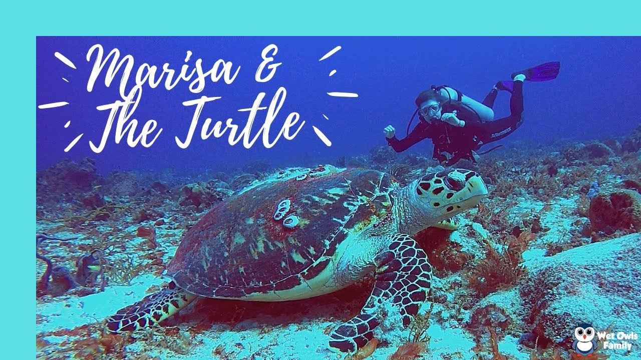 Celebrating International Turtle Day with Marisa || March 2019 - YouTube