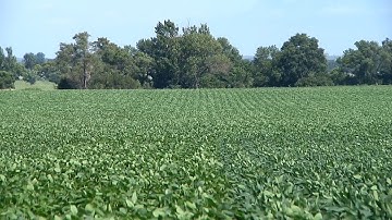 South Dakota soybean yield contest