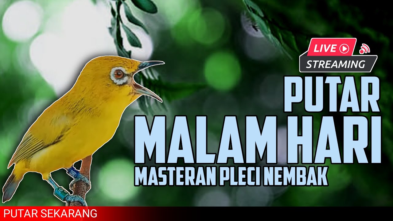 🔴 LIVE masteran PLECI MALAM HARI perangsang pleci nembak materi #masteranpleci