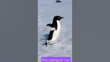run penguin run _