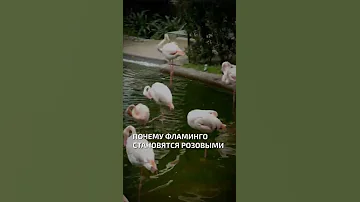 Фламинго становятся розовыми потому что едят рачков  - интересные факты о птицах