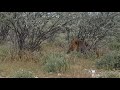 African lions Mating