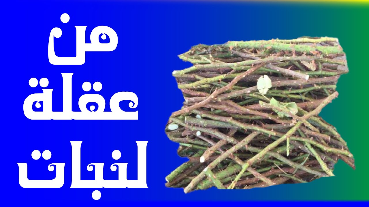 تعقيل واكثار بعض أشجار ونباتات الزينة والورد 🌿🌹#تعقيل #تعقيل_النباتات