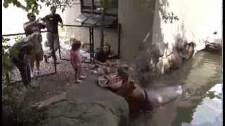 Henry The Hippo Birthday 2013