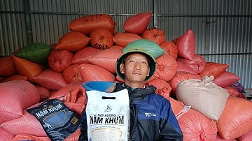 lại một chiều làm sạch gạo nếp 