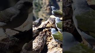 "Birds Feast on Maggots from a Dead Snake in the Wild | Nature's Cleanup Crew"#Wildlife #NatureScene