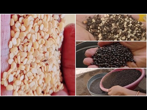 उरद डाळ घरी कशी बनवावी | how to make urad dal at home घरच्या घरी बनवा उडीद डाळ