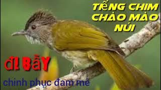tiếng chim chào mào núi hót gọi đàn
