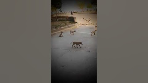 Sindh University Ragging l Junior VS Senior Funny  Ragging Video l Sindh University Jamshoro