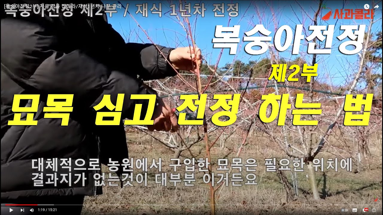 [복숭아재배]👍복숭아나무 심고 측지 정리법