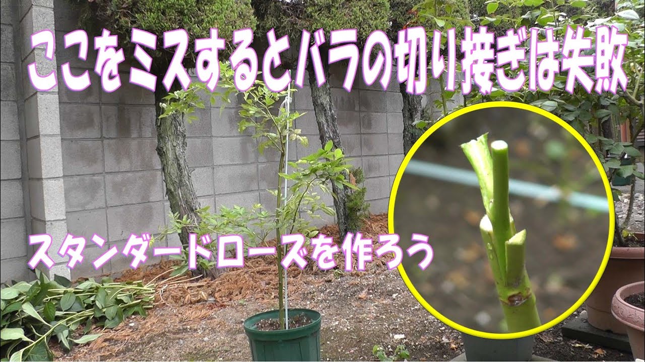 スタンダードローズを作ろう ここをミスするとバラの切り接ぎは失敗