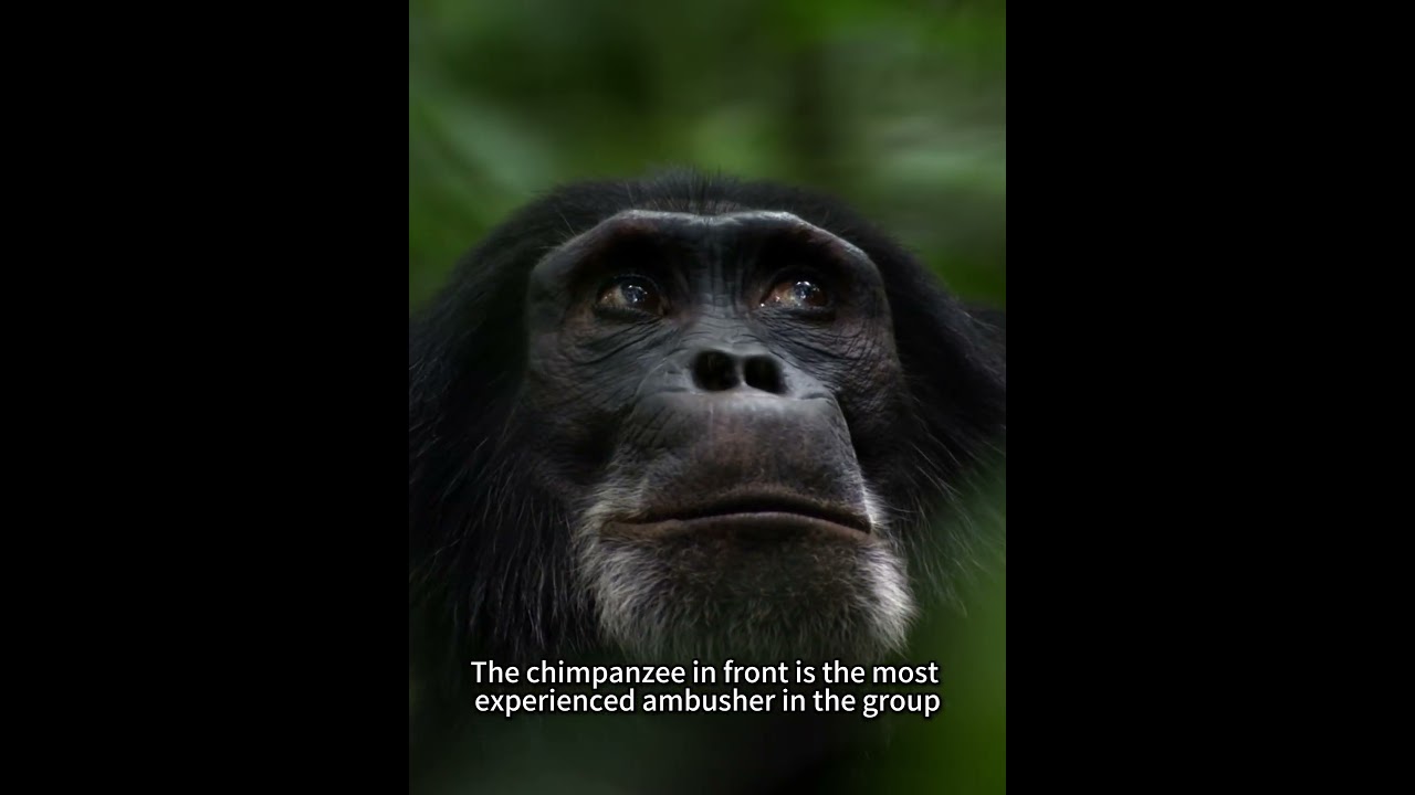 Chimpanzees eat monkeys that have strayed into their territory. 